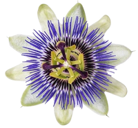 Passionsblume